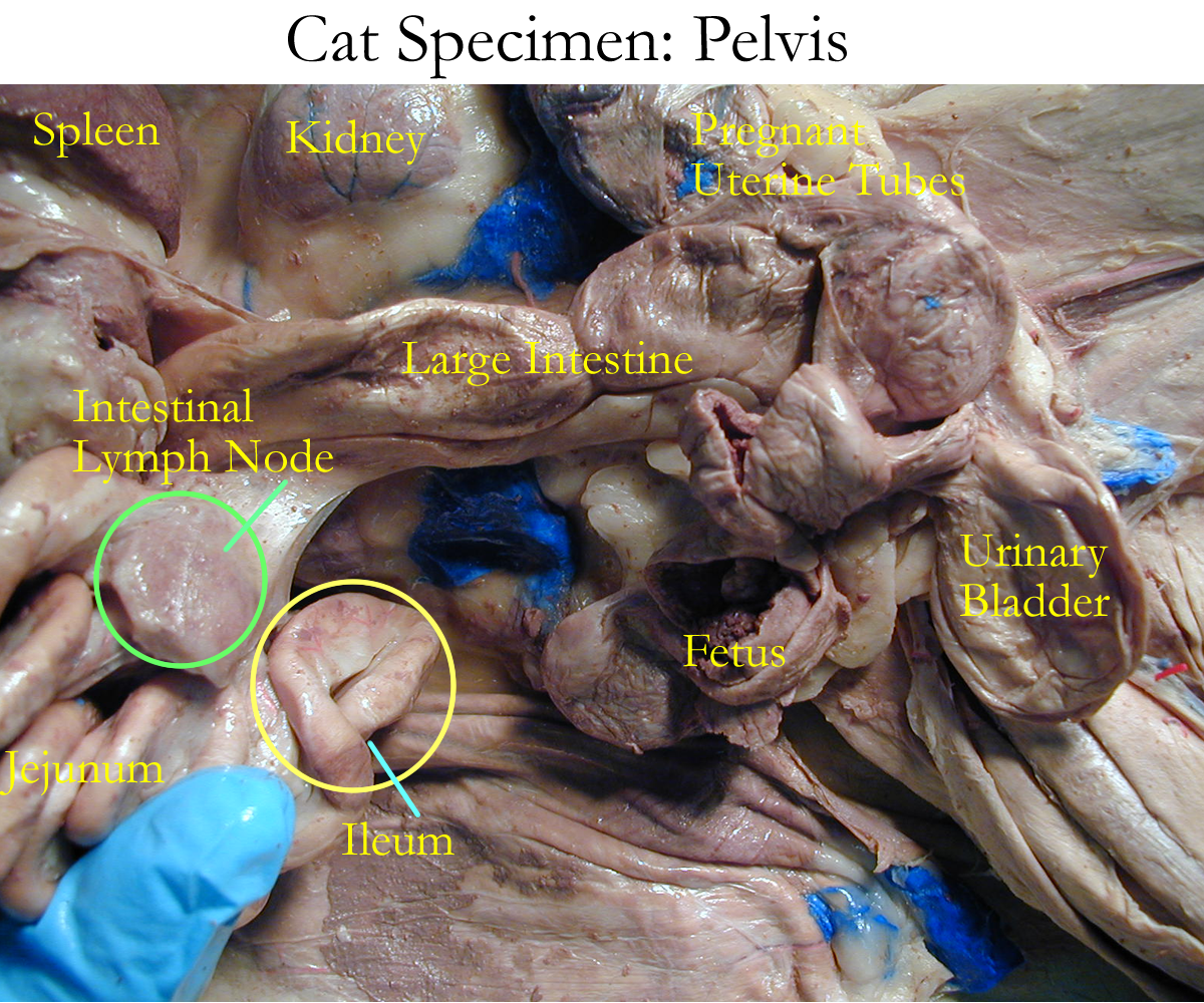 Biology 2404 A&P Basics dog digestive system diagram 